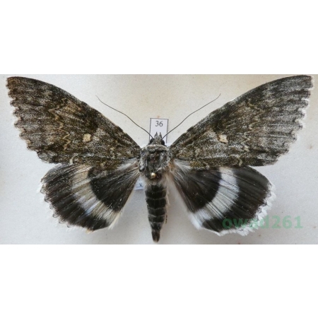 Catocala fraxini (Linnaeus, 1758) male Wstęgówka jesionka ex. ovo Czech 81mm36